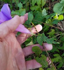 Ipomoea