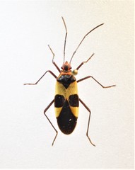 Dysdercus lunulatus image