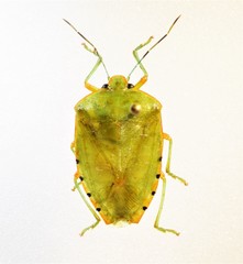 Chinavia scutellata