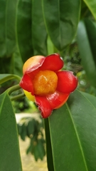 Garcinia atroviridis