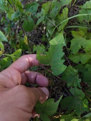 Ipomoea