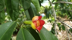 Garcinia atroviridis