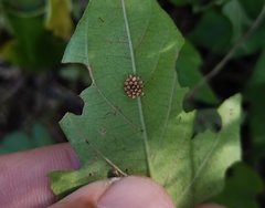 Pterygota