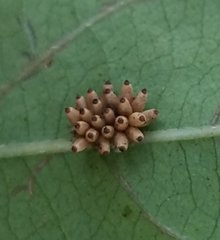 Pterygota