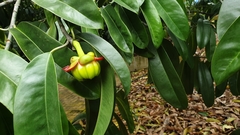 Garcinia atroviridis