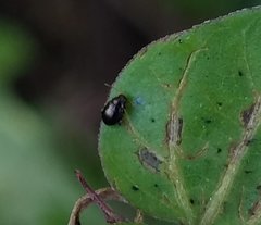 Coleoptera