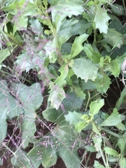 Baccharis pilularis consanguinea