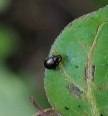 Coleoptera