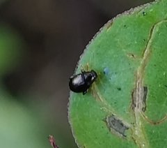Coleoptera