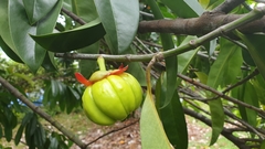 Garcinia atroviridis