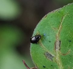 Coleoptera