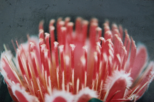 Protea lacticolor, photograph 4