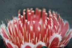 Protea lacticolor, photograph author not stated, no rights reserved