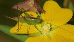 Conocephalus cinereus