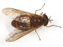 Scione maculipennis
