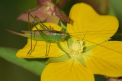 Conocephalus cinereus