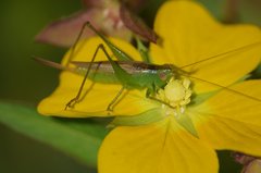 Conocephalus cinereus