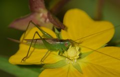 Conocephalus cinereus