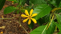 Gardenieae