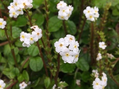 Trigonotis formosana elevatovenosa