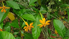 Gardenieae