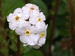 Trigonotis formosana elevatovenosa