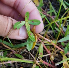 Magnoliopsida