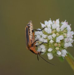 Chauliognathus marginatus