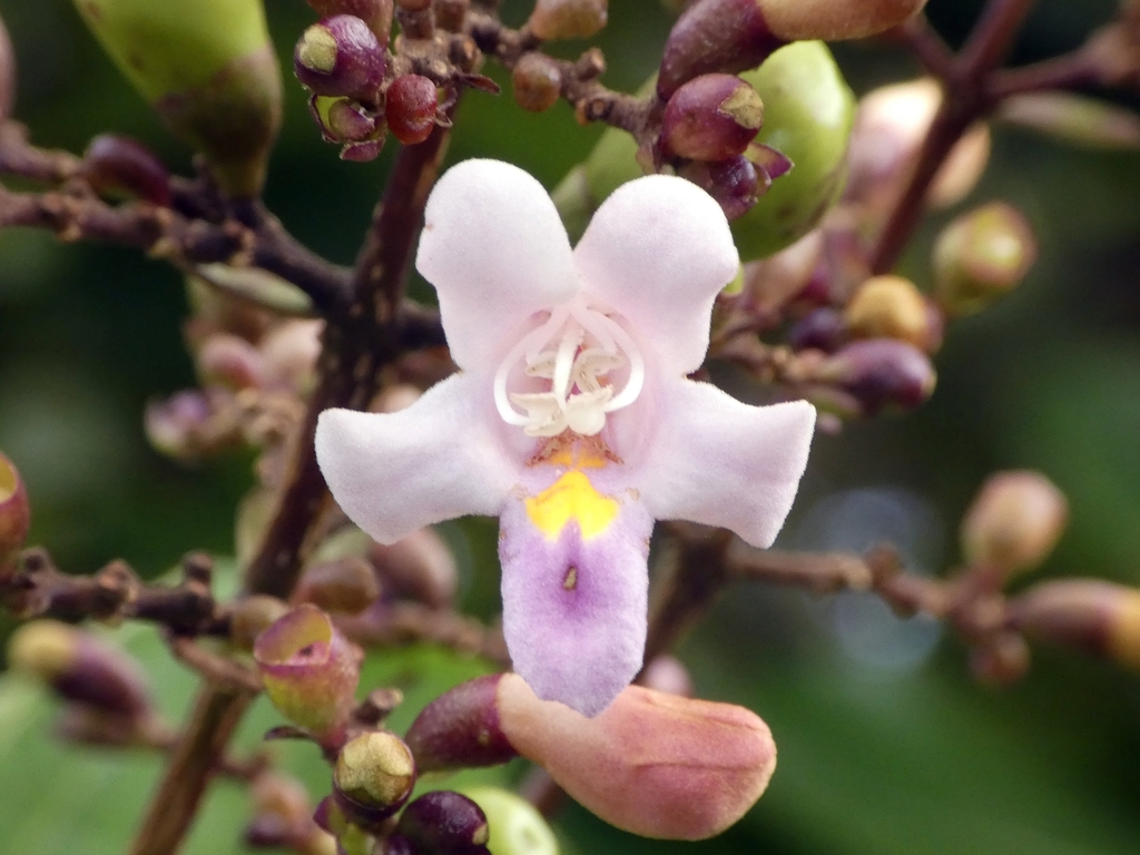 Gmelina dalrympleana; photograph (c) Kai Squires, some rights reserved (CC BY)