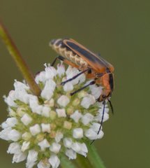 Chauliognathus marginatus