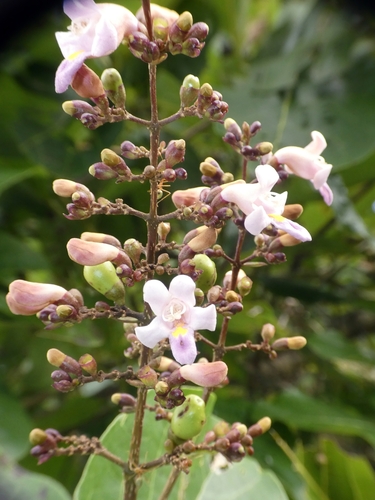 Gmelina dalrympleana, photograph 3