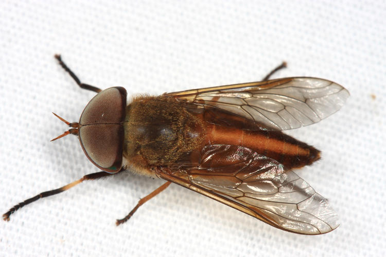 Tabanus occidentalis