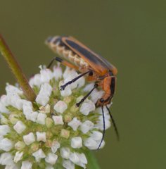 Chauliognathus marginatus