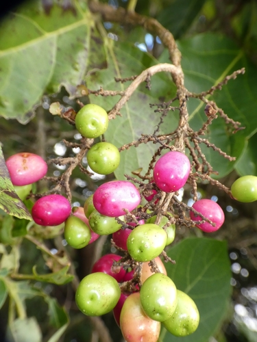 Gmelina dalrympleana