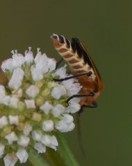 Chauliognathus marginatus