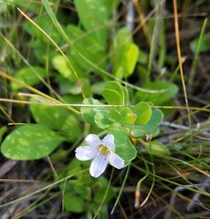 Bacopa monnieri