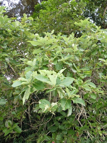 Gmelina dalrympleana, photograph 2