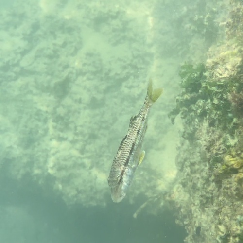Mullus surmuletus