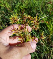 Cyperus
