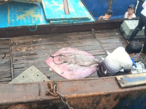 Giant Stingaree