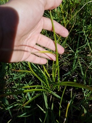 Cyperus