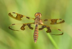 Perithemis tenera