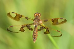 Perithemis tenera