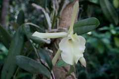 Rhyncholaelia glauca