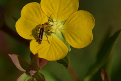 Chauliognathus marginatus