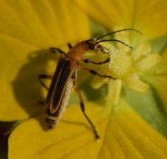 Chauliognathus marginatus