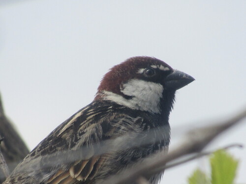 Spanish Sparrow (Passer hispaniolensis), photo 7