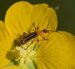 Chauliognathus marginatus