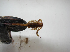 Tityus carrilloi