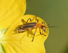 Chauliognathus marginatus